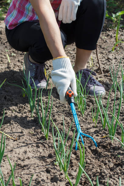 istock Farmer is loosening soil around the onions using hand garden rake 1276388763