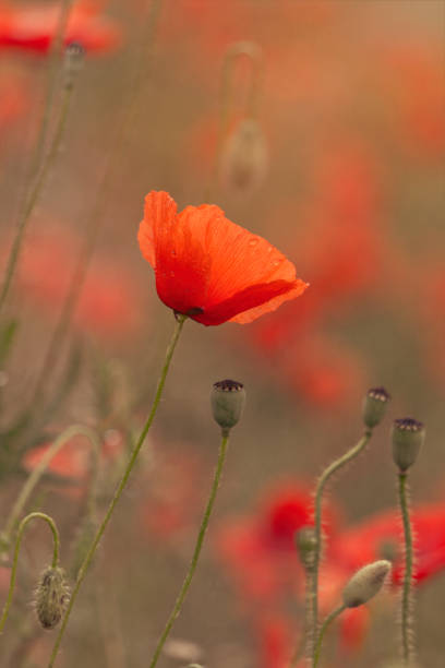 istock Blooming red poppies and sunny summer meadow 1276390015