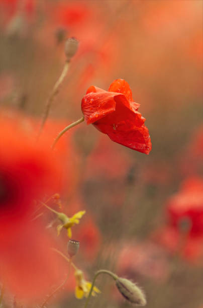 istock Blooming red poppies and sunny summer meadow 1276390234