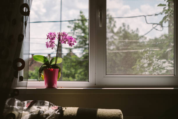 istock Pink Orchid Flowers In The Sunlight On Window Sill 1276390245