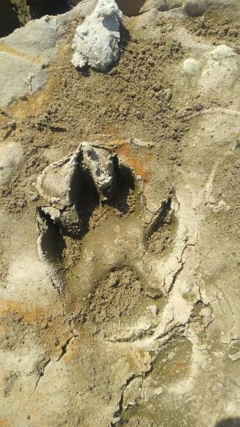 istock Animal Track on The Cracked Soil 1276391097