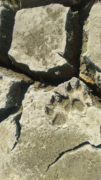istock Animal Track on the Soil 1276391152
