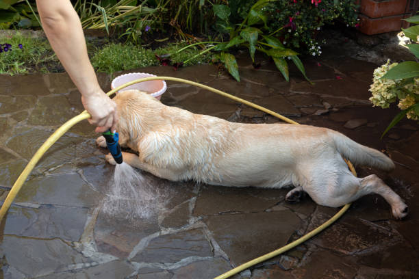 istock A labrador dog is washed from a garden hose. 1276391658