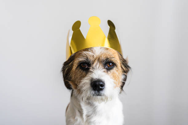 istock Small terrier dog with a gold crown on its head 1276392669