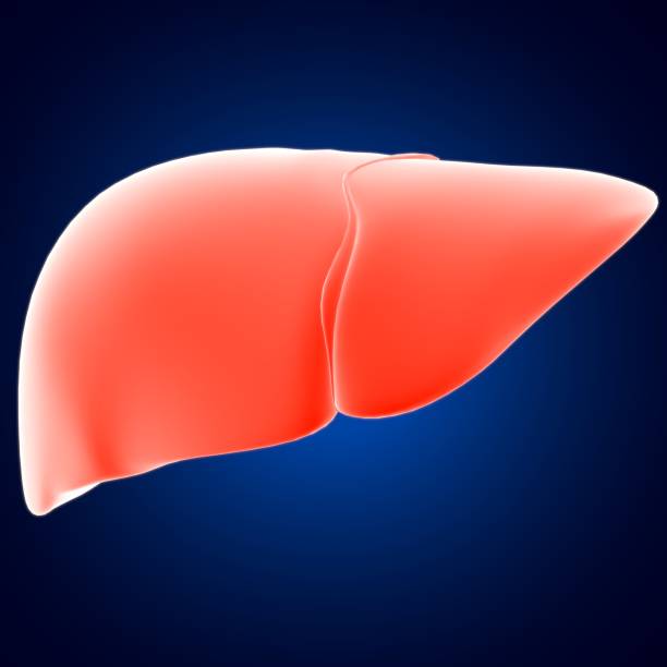 istock Liver 3D Illustration Human Digestive System Anatomy 1276392985