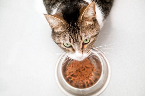 Pet wet food dish for cat, hungry cat ready to eat, looking up, beautiful green eyes, kitchen white floor. Copy space available.