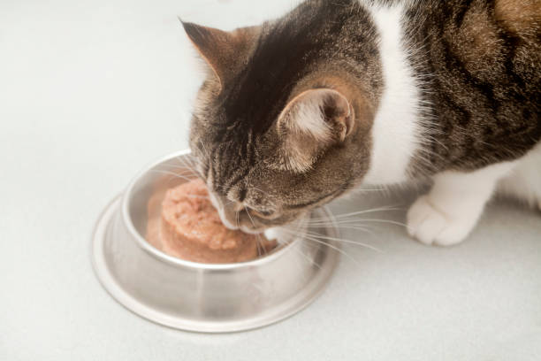 istock Wet food dish and hungry cat eating. 1276392990