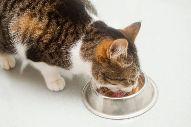 istock Wet food dish and hungry cat eating. 1276393013