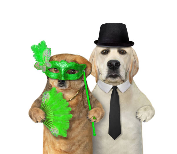 istock Couple of dogs having fun 4 1276396367