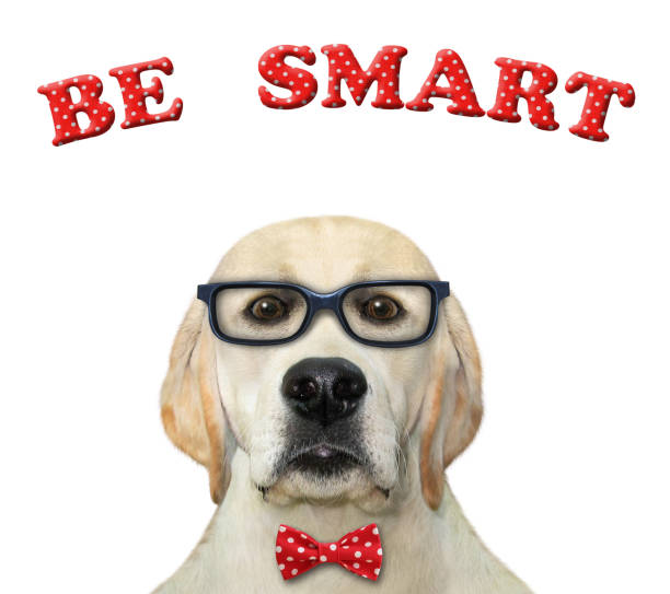 istock Dog professor in glasses 2 1276396368