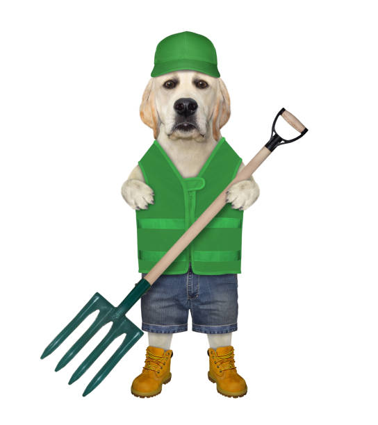 istock Dog with gardening pitchfork 1276396370