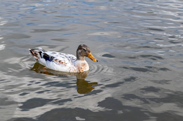 istock Juvenile hybrid manky mallard duck with water reflection 1276397101
