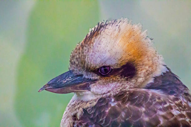 głowa kookaburra - cox 1 zdjęcia i obrazy z banku zdjęć