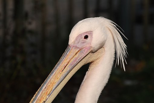 A pink pelican in a zoo