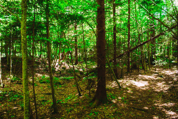 istock Very beautiful light green forest background 1276400776