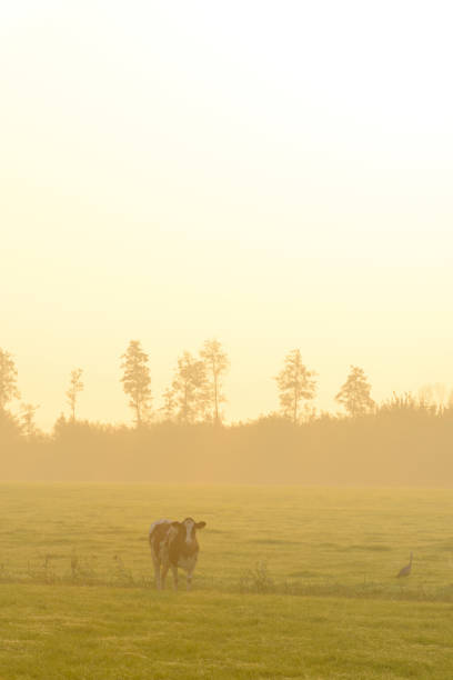 Cow in a meadow during a misty sunrise with dew on the grass  in the IJsseldelta region.
