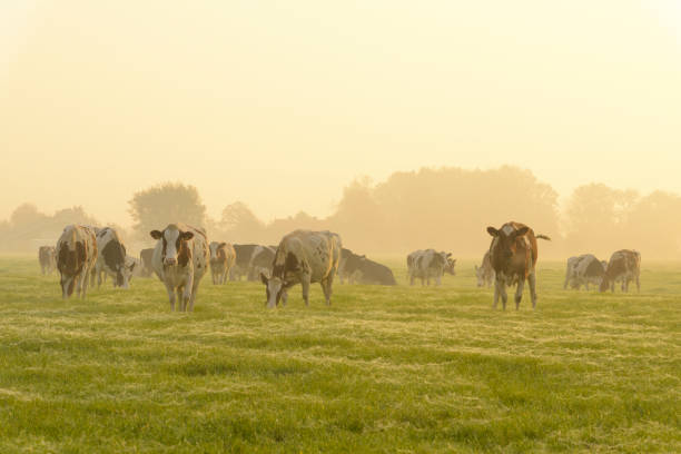 istock Cows in a meadow during a misty sunrise in the countryside 1276401122