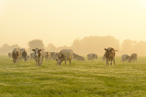 green grass for black and white spotted cows in dutch meadow in the netherlands during morning fog
