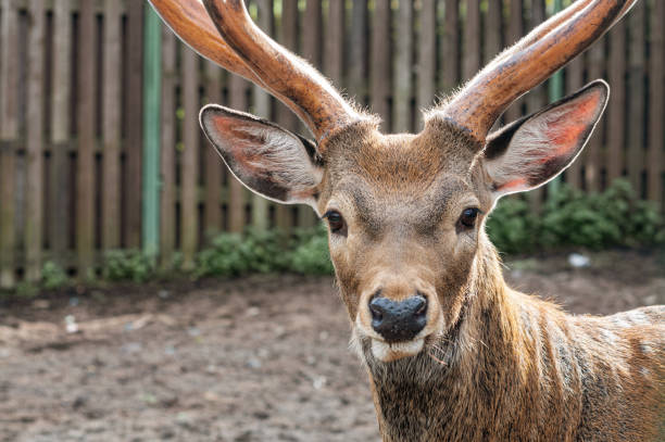 close-up of cute deer's head with antlers