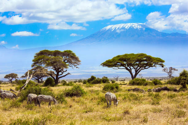 istock Herd of zebras graze 1276401970