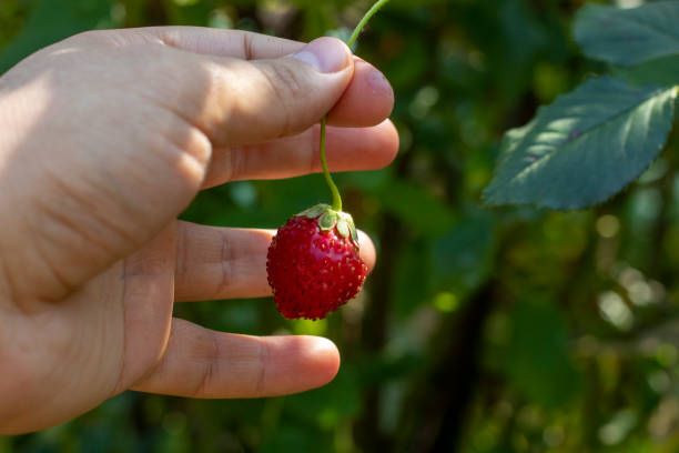 istock A healthy strawberry, with bright background 1276402823