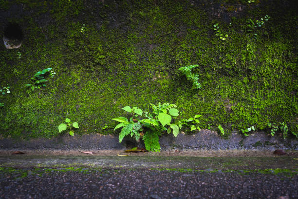 Old stone wall with fern green plants as natural texture background.