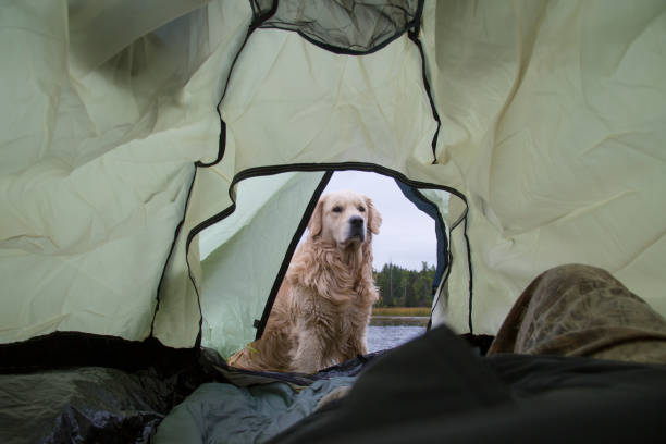 istock The dog is lying in the tent. 1276404674