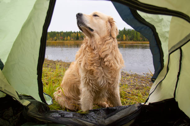 istock The dog is lying in the tent. 1276404728