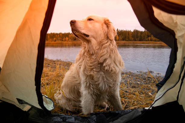 istock The dog is lying in the tent. 1276404944