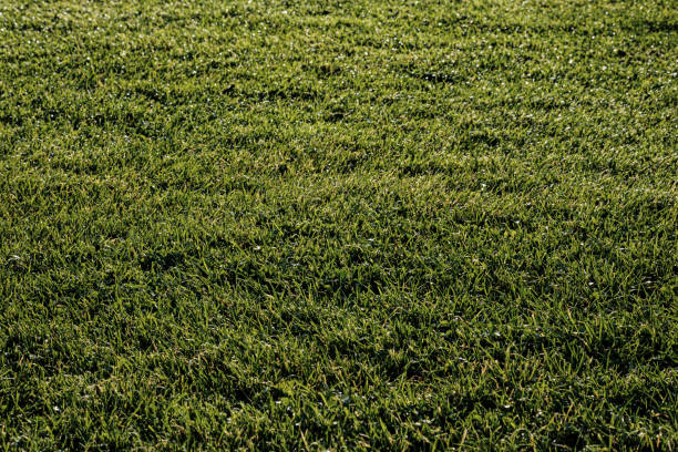 istock green grass blackground in summer 1276405075