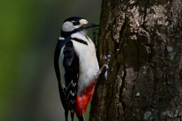 istock Larger woodpecker on the tree 1276406250