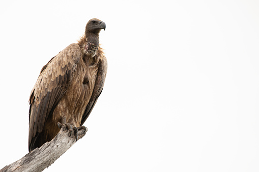 A White Backed Vulture portrait taken on a safari in South Africa
