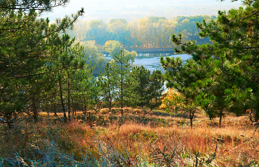 bright colorful autumn forest landscape, trees near river and blue sky, view from high hill