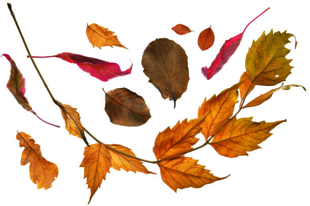 istock collection of autumn leaf closeup objects in details, bright and colorful, white background isolated, macro photo, depth of field entire object 1276406464