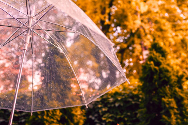 Autumn forest through wet transparent umbrella with rain drops. Concept
