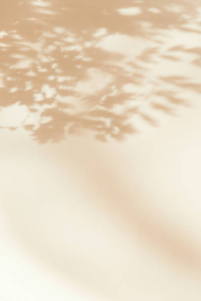 abstrakte natürliche hintergrund der blätter schatten fallen auf weiße wand, beige monochrome kulisse für blogging - chiaroscuro stock-fotos und bilder