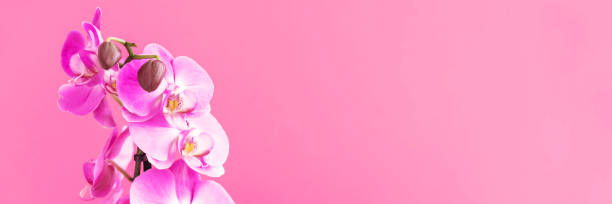 istock A pink blooming orchid flower on studio colorful background with copy space, banner format 1276406736