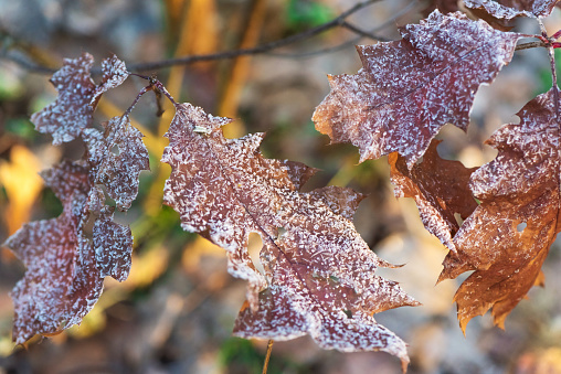 Close up of autumn leaves in hoar with natural texture on a branches with blurred mystical forest background. Morning frost of late fall in park. Fall frosty nature background