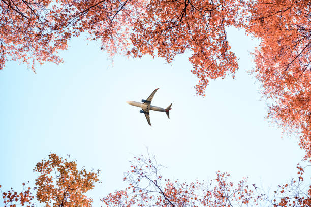 istock Passenger airplane flying between autumn maple trees and birch tree in the forest. bottom view. 1276407425