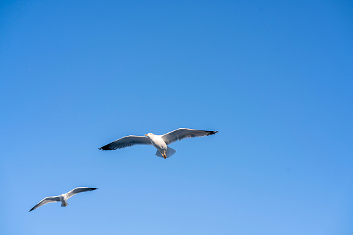 Seagull against beautiful blue sky