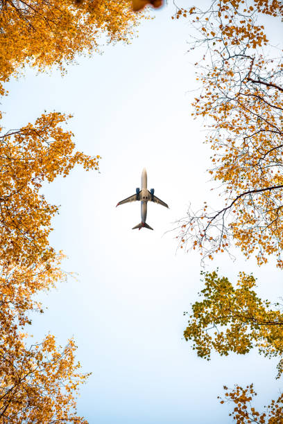 passagierflugzeug fliegt zwischen herbstahornbäumen und birken im wald. untere ansicht. - leaf underside stock-fotos und bilder