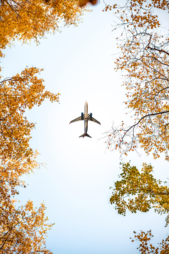 Passenger airplane flying between autumn maple trees and birch tree in the forest. bottom view.