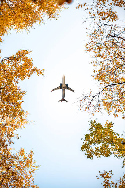 Passenger airplane flying between autumn maple trees and birch tree in the forest. bottom view. stock photo