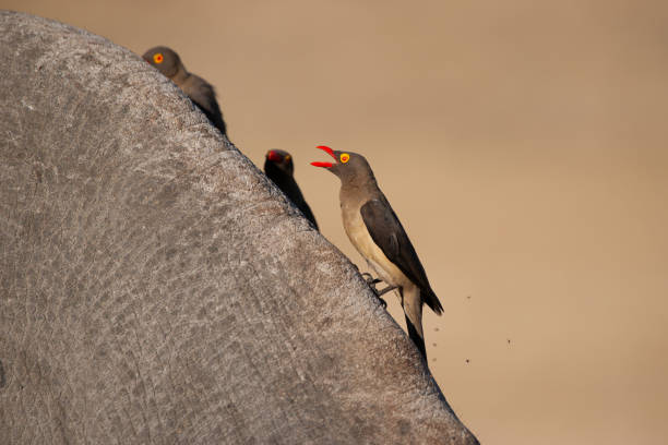 istock Red Billed Oxpeckers on Rhino 1276407978