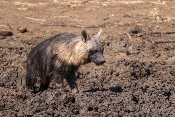 istock Brown hyena at a waterhole 1276407987