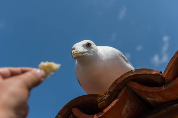 A seagull sitting on a roof tile with a daring look begs for a piece of bread against a blue sky