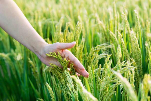 istock Woman hand touching rice crop 1276409797