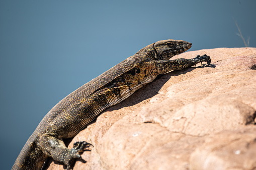 Nile water monitor sunbathing on a rock on the riverbank