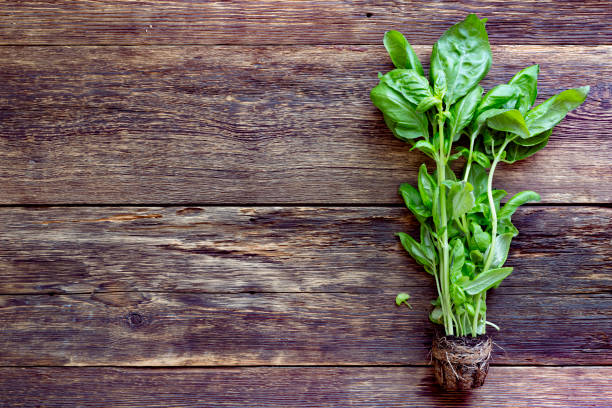 Bunch of fresh basil on wooden background