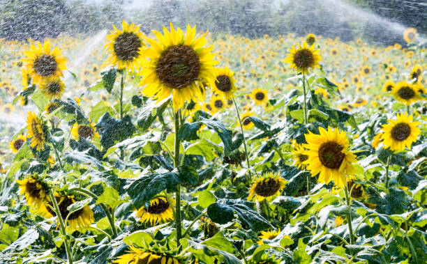 istock Water the sunflower field 1276411383